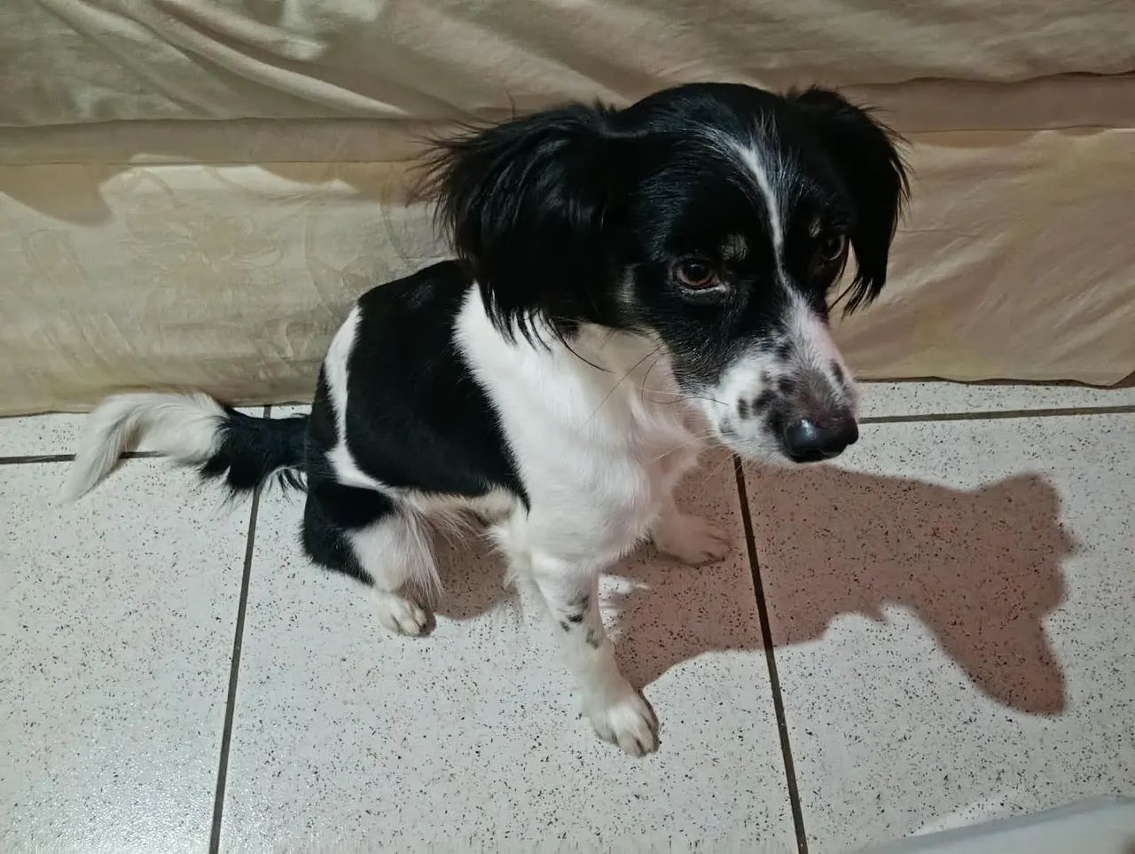 Adoção de cachorro  - Foto 5