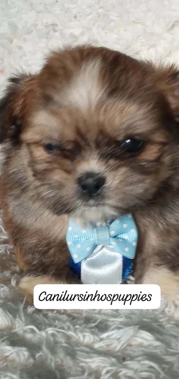 lhasa apso lindos bebes disponíveis entrega mediata  - Foto 3