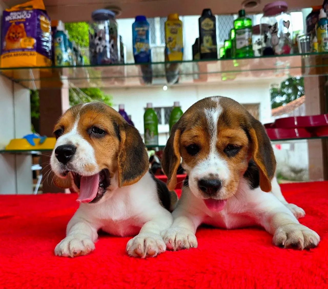 Filhotes de Beagles 13 POLEGADAS, OS MENORES QUE EXISTEM - Foto 4
