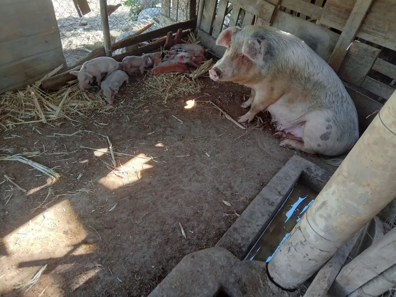 Porca com leitões  - Foto 2