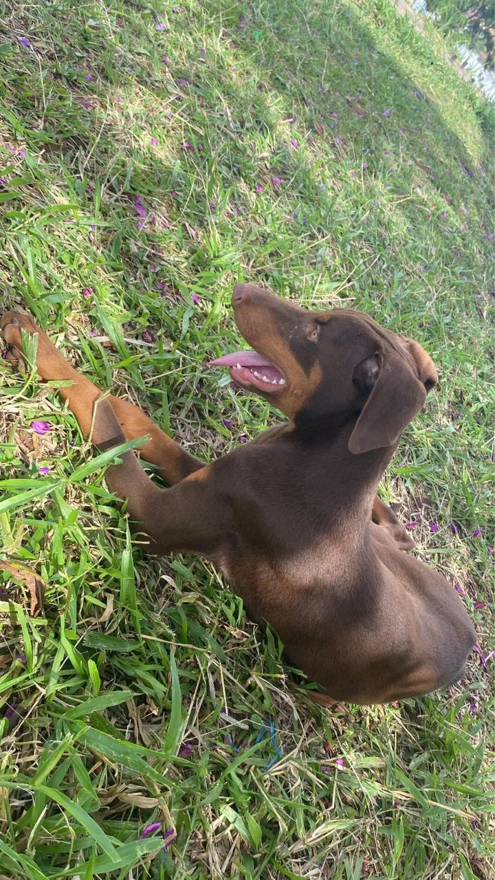Dobermam  - Foto 2