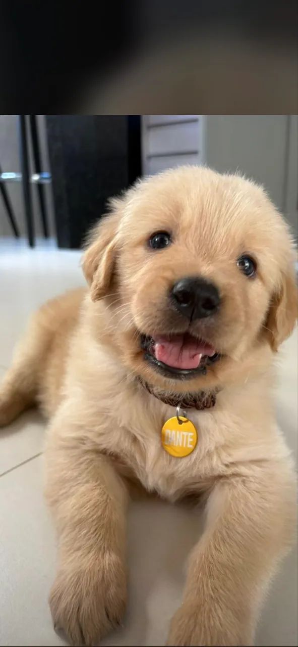 Cachorro  - Foto 3