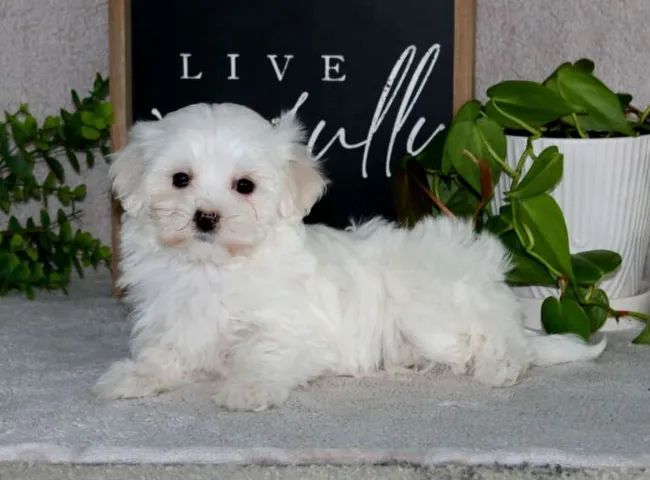 Últimos Maltês disponíveis! Me chama no WhatsApp antes que acabem!