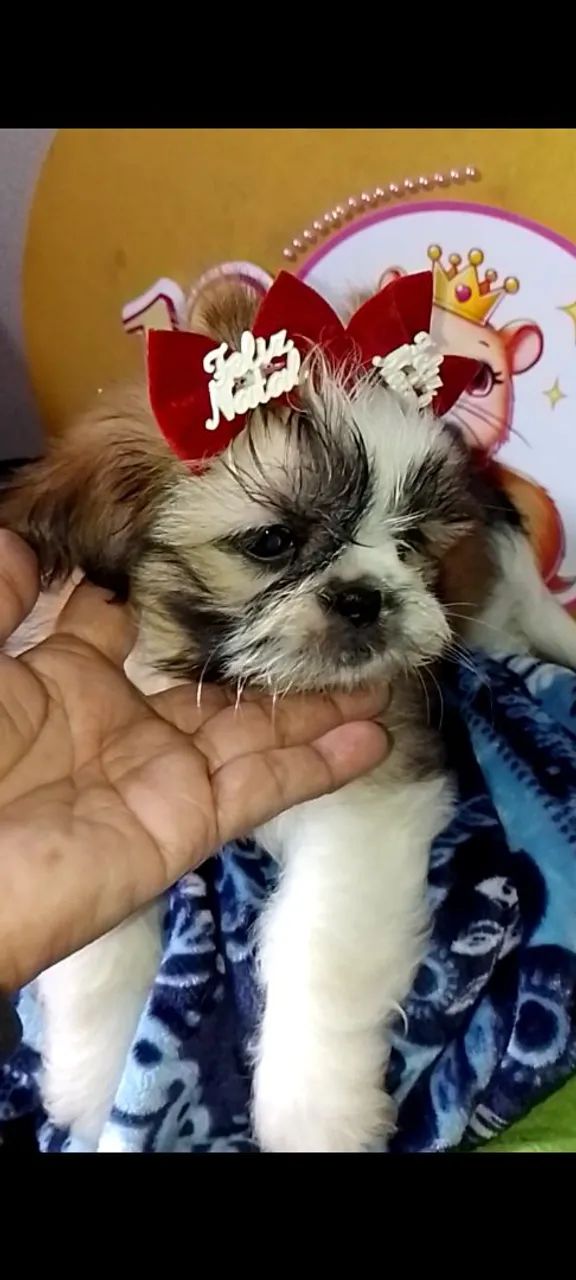 Filhotes pronta entrega Shitzu fêmea pedigree vacina  - Foto 5