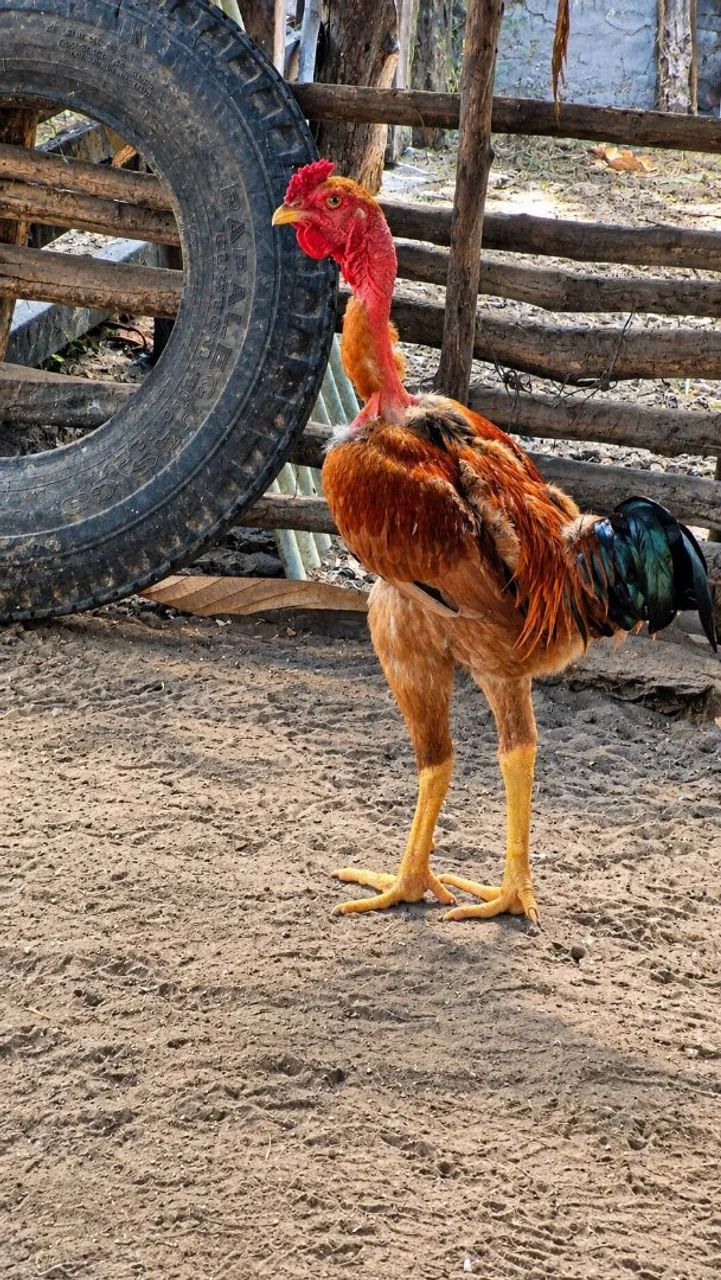 ?Frango Caipira pescoço pelado ? - Foto 2