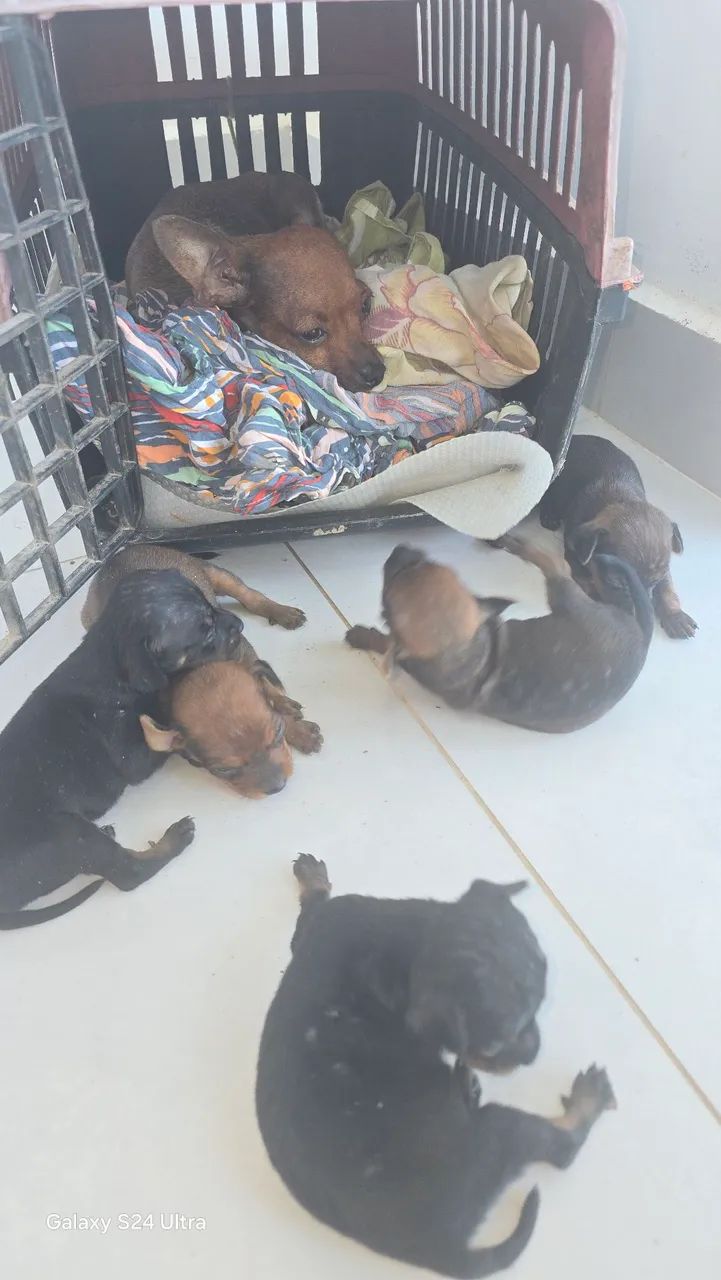 Cachorro pincher - Foto 3