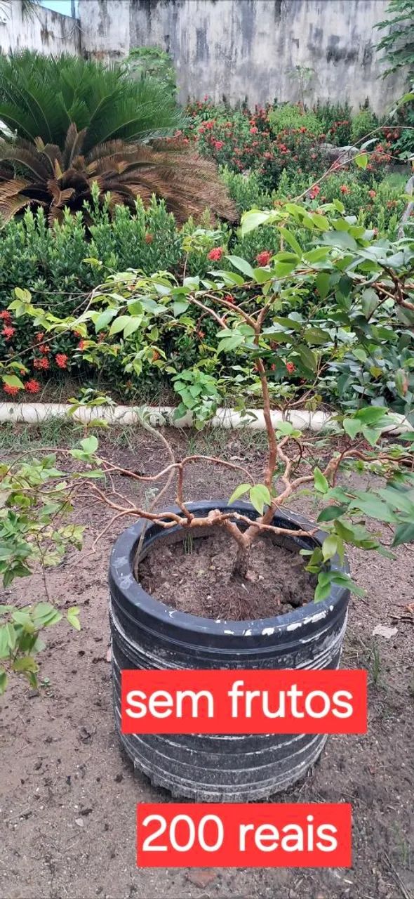 Jabuticabeiras - Foto 3