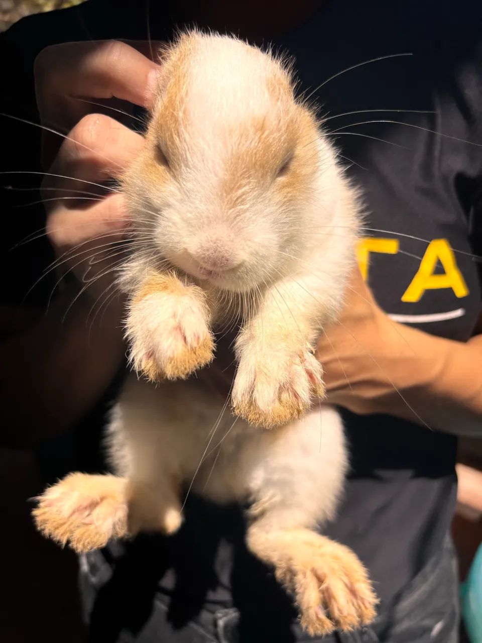 Procuro coelho macho para cruzar com a minha fêmea  - Foto 2