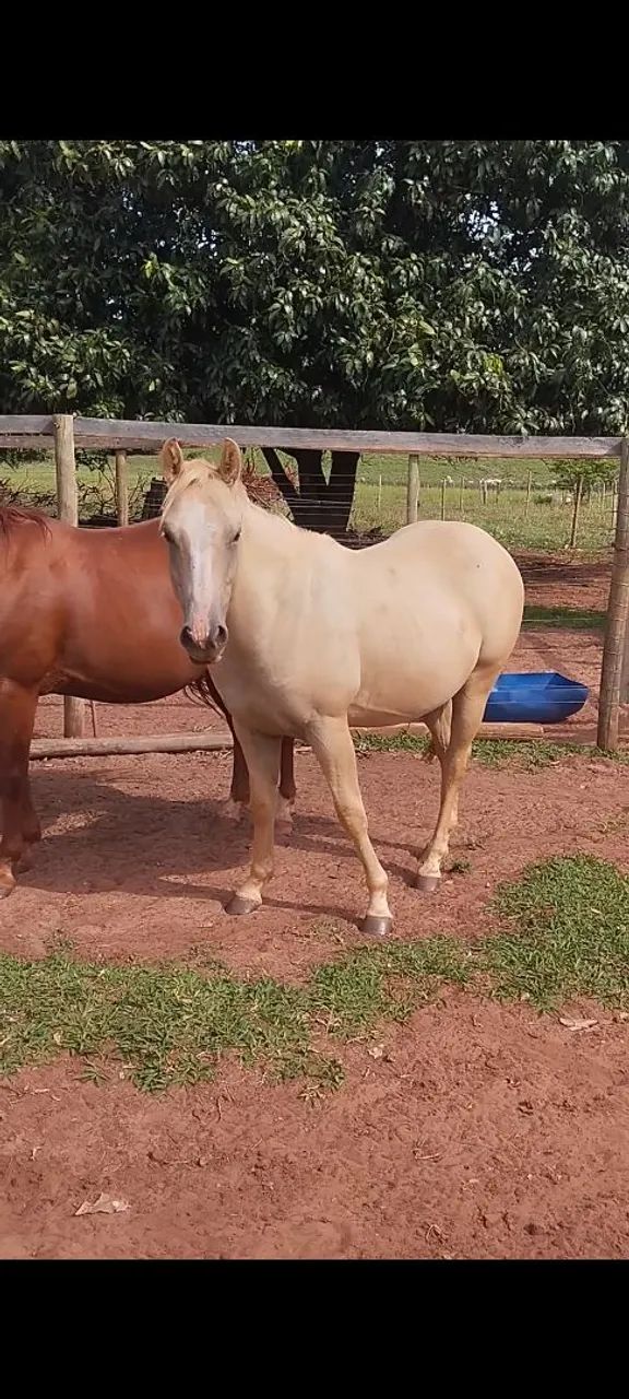 Cavalo  - Foto 2