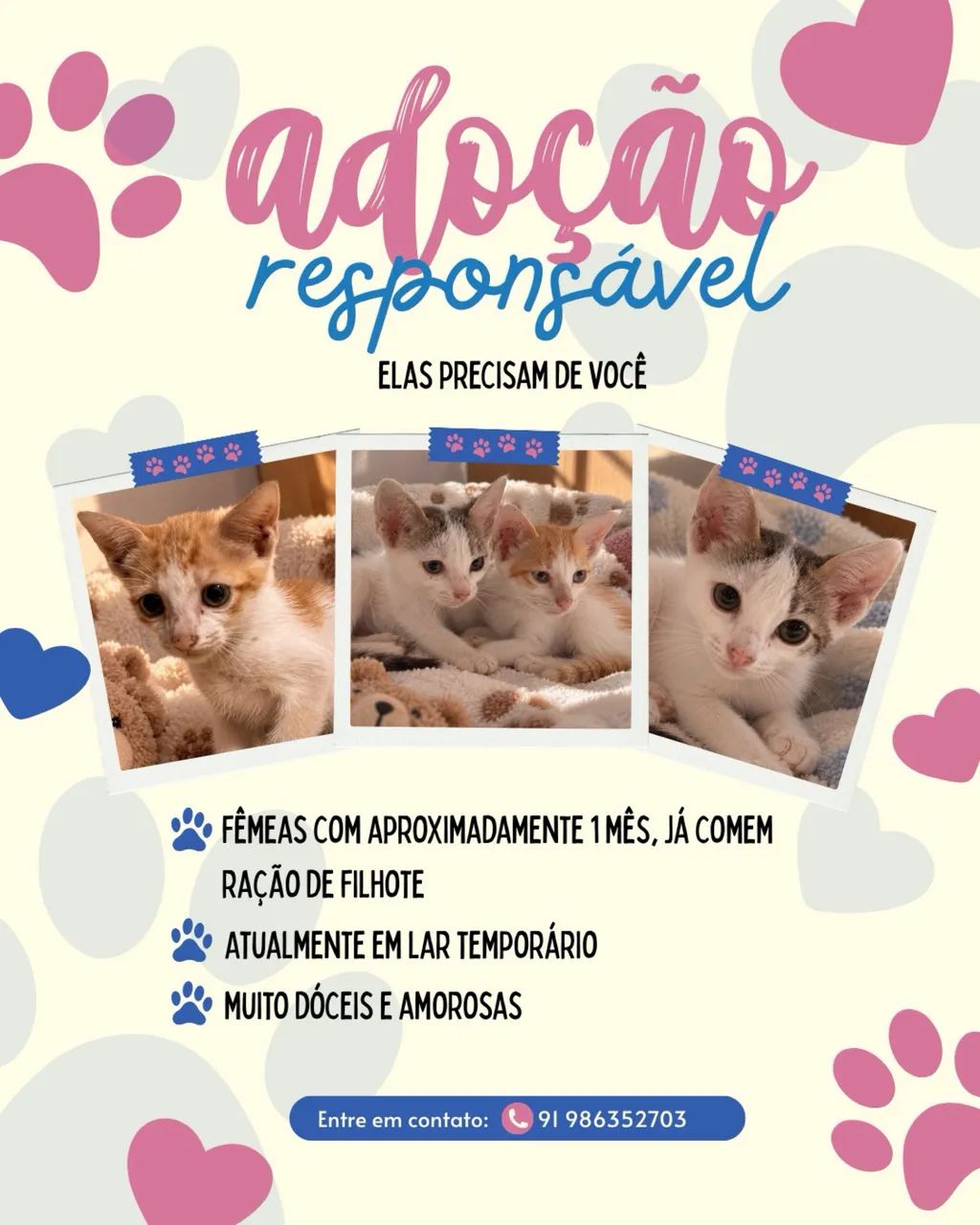 Adoção gatinhas