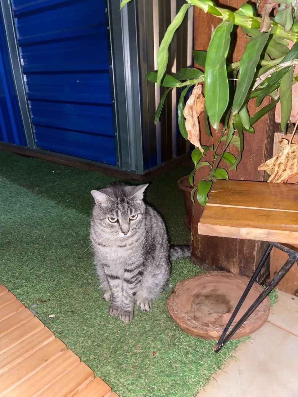 Gata 2 anos 