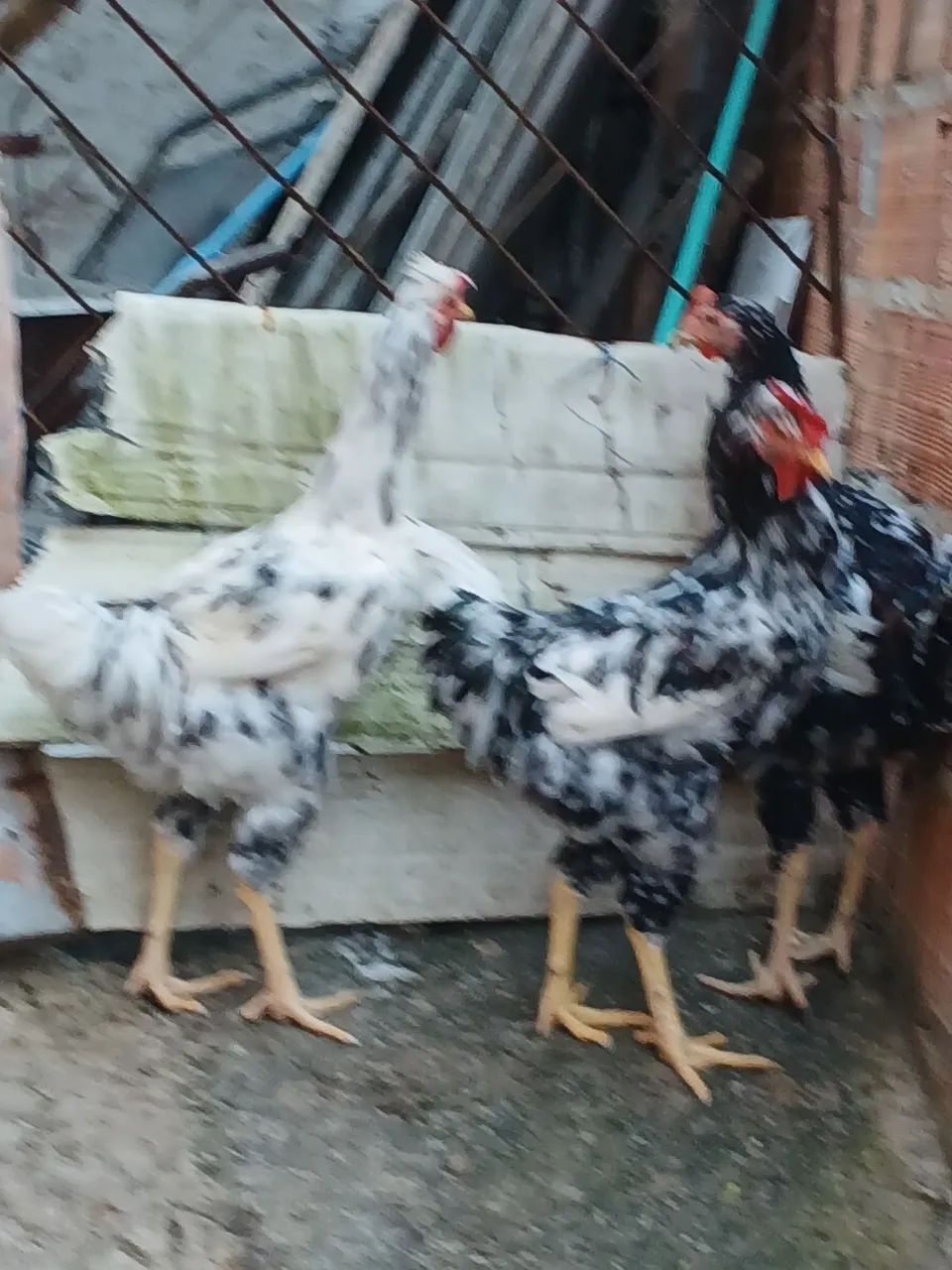 Galinha GSB BALAO  - Foto 3