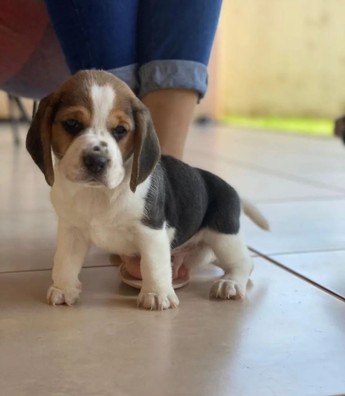 beagle 54 dias  com pedigree e contratinho