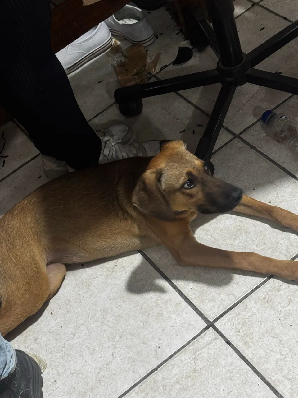 Cachorro para doação  - Foto 4