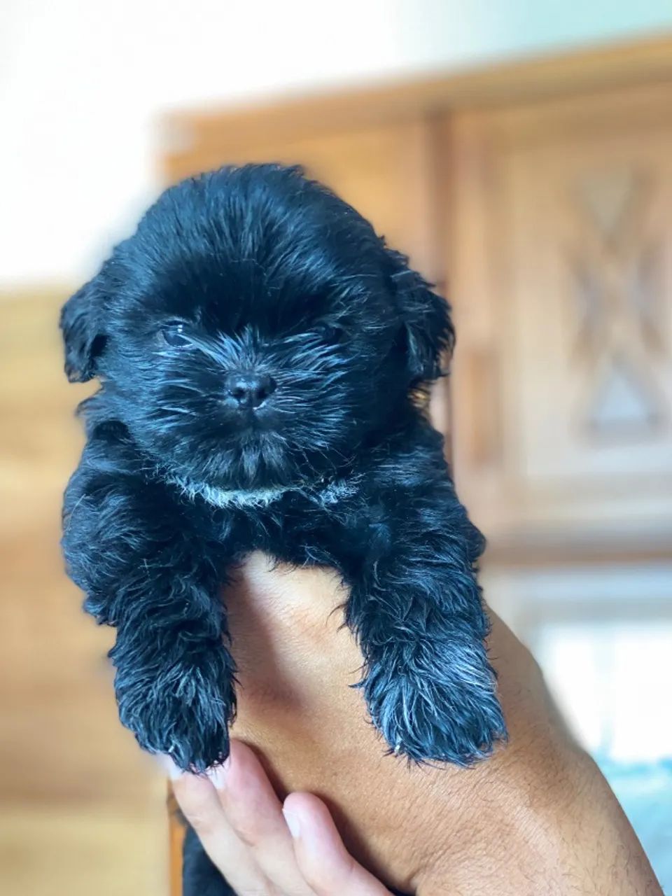 Cachorro - Foto 2