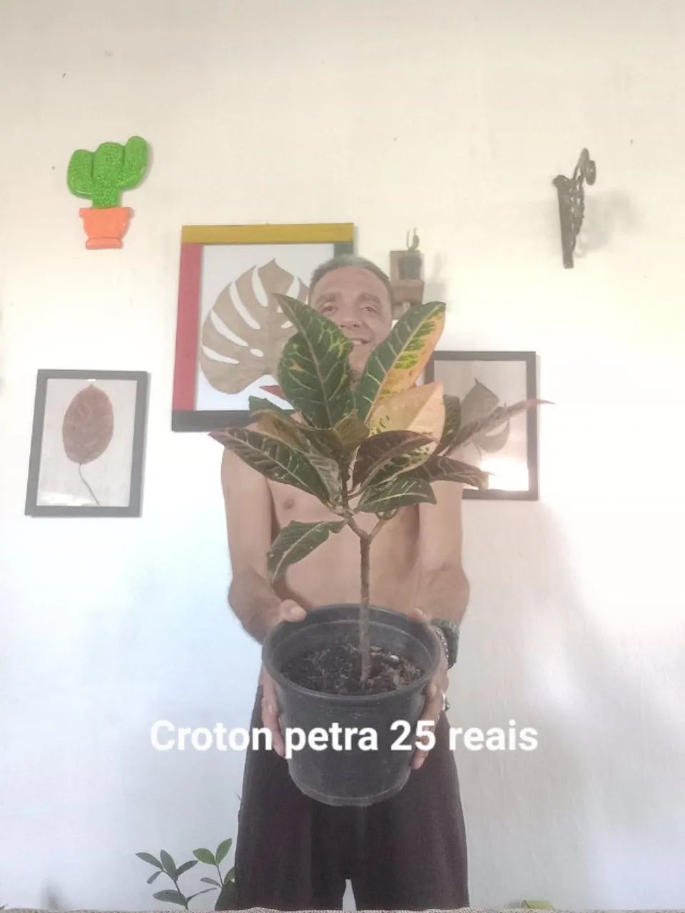 Plantas  - Foto 5