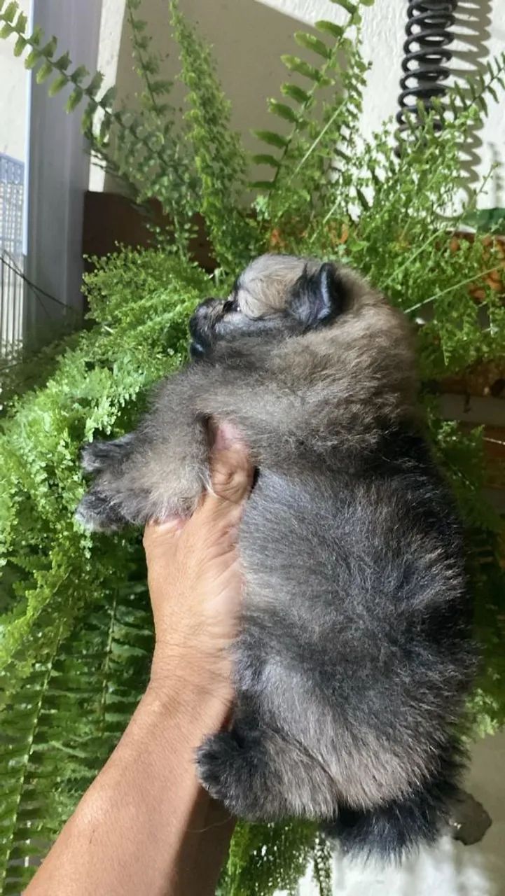 Spitz alemão macho - Foto 2