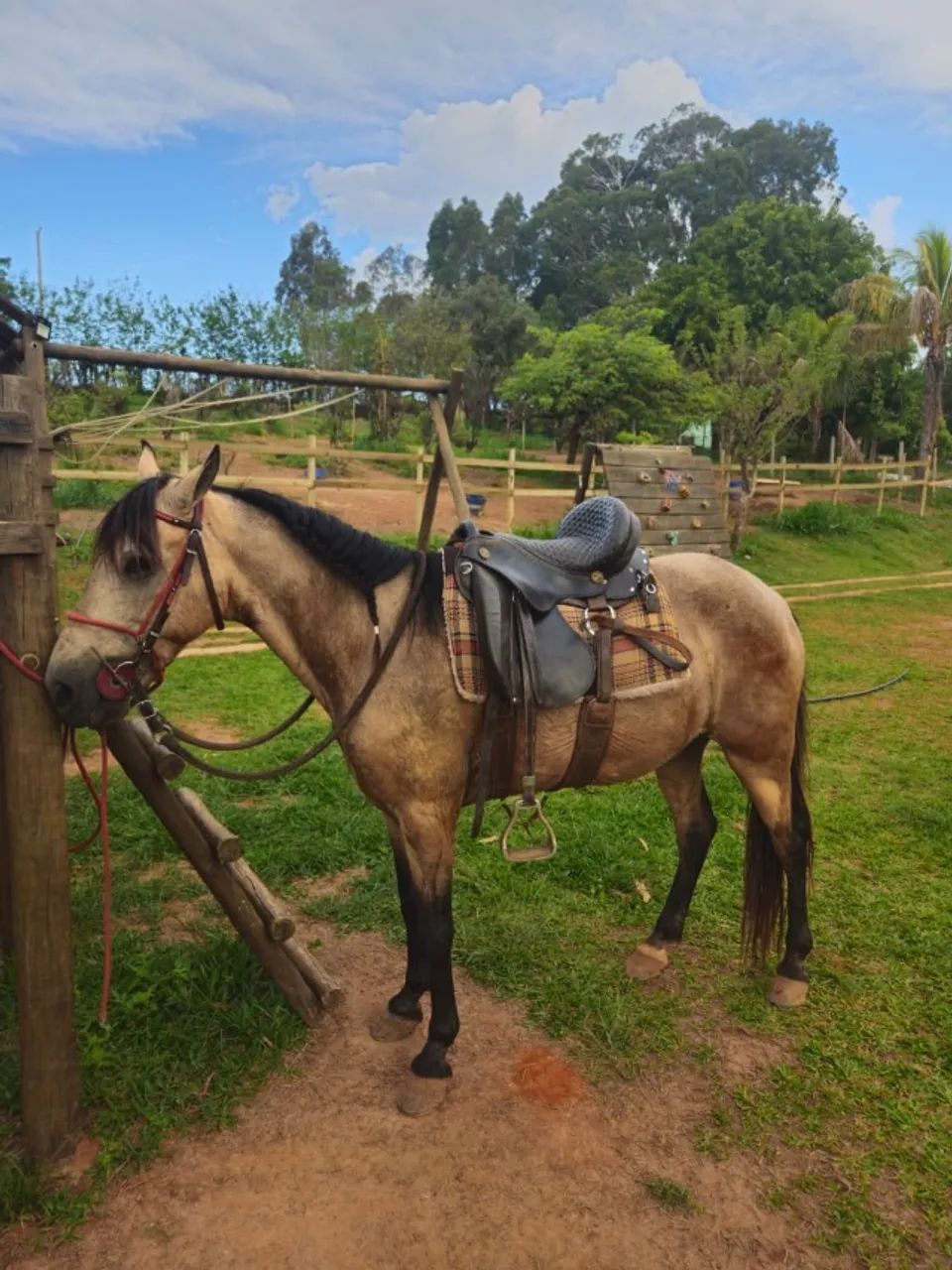Cavalo de marcha picada - Foto 2
