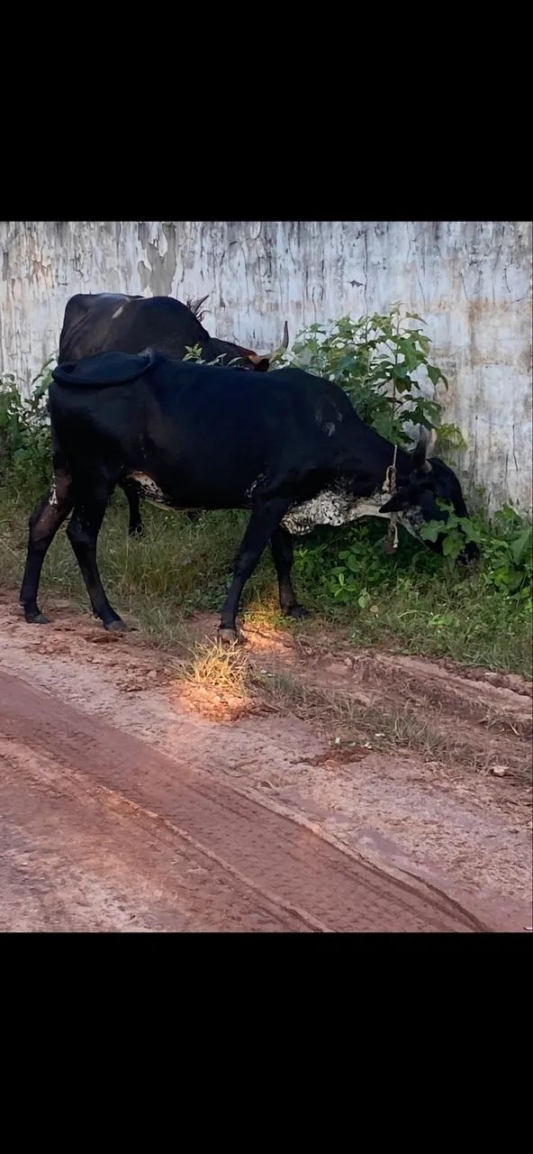 Vaca  - Foto 3