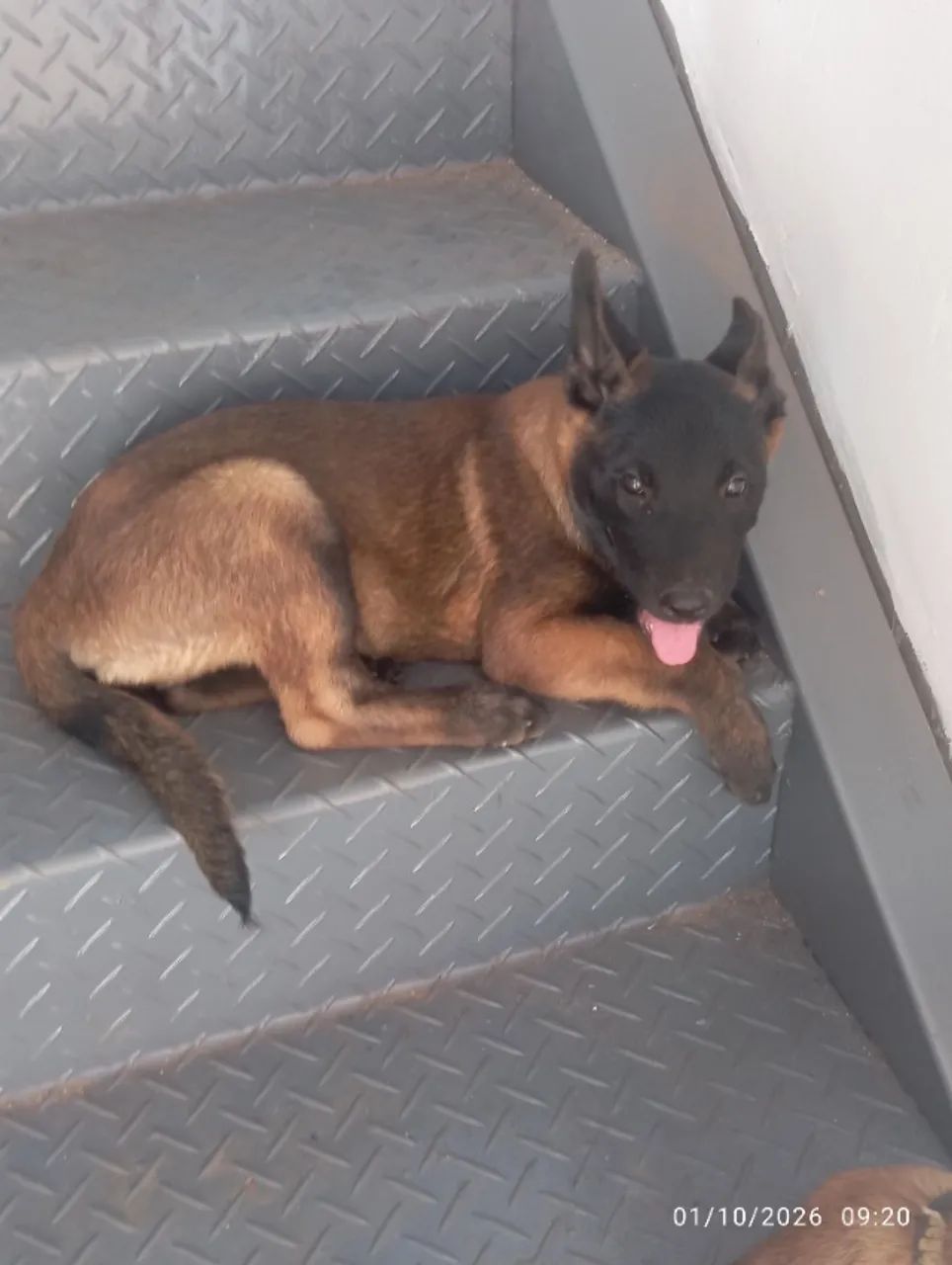 Pastor belga de malinois  - Foto 2