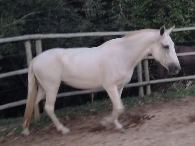 Egua mangalarga, registro definitivo - Foto 2