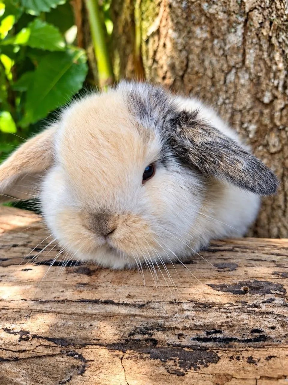 Mini lop uruguaio - Foto 4