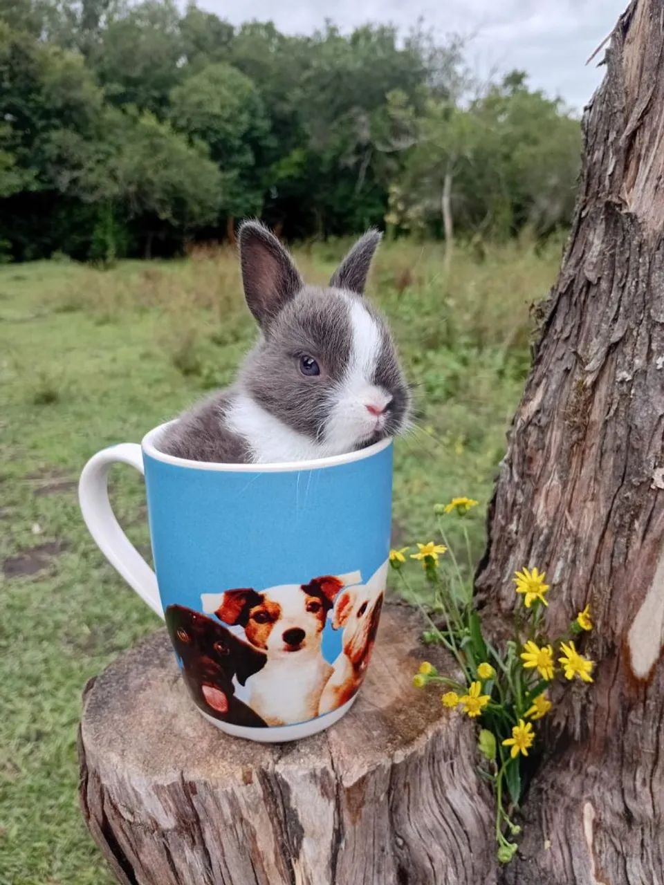 Seu amiguinho esta na Chácara S. S - Foto 2
