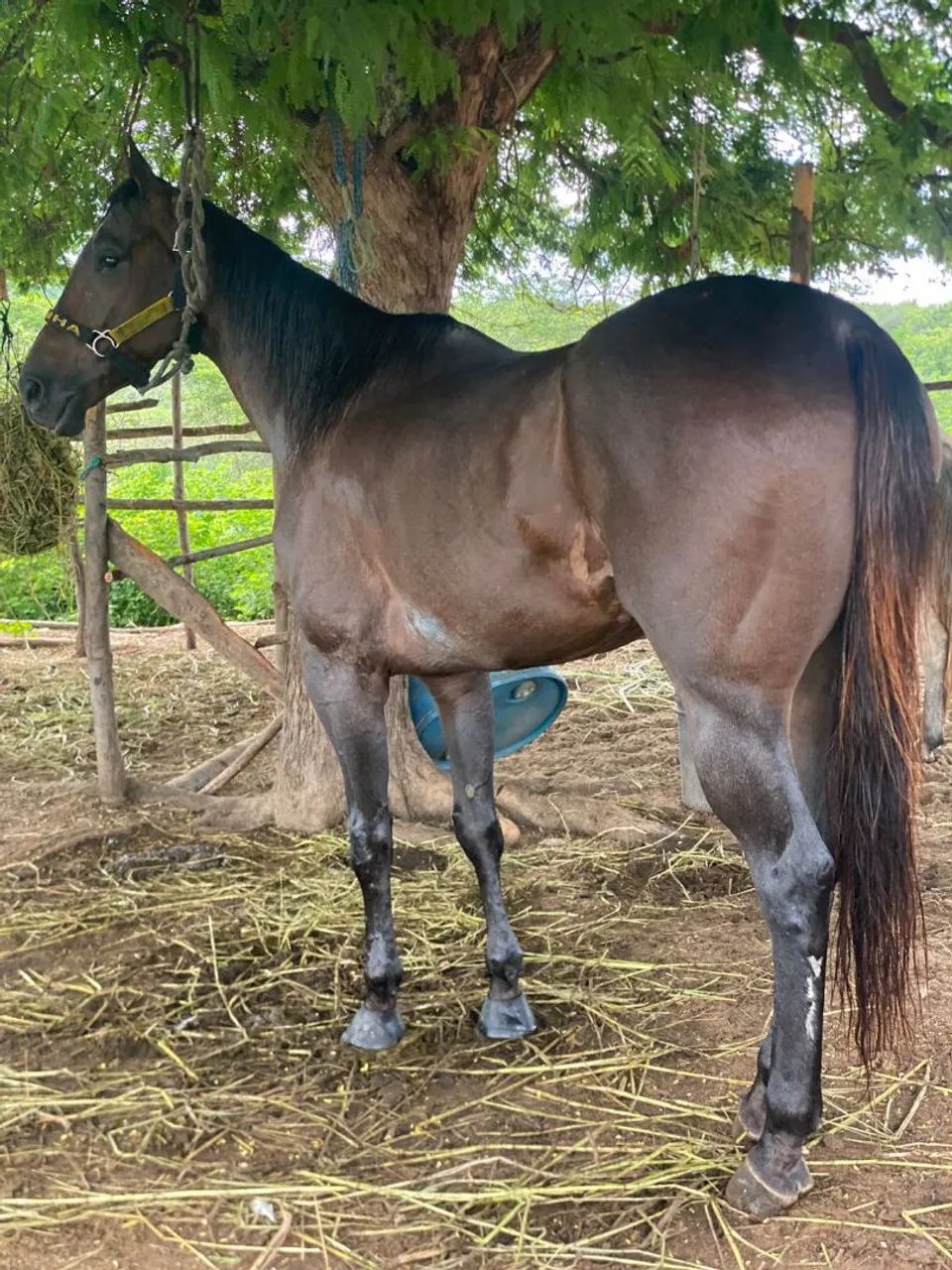 Vende- se cavalo iniciado na direita!! No preço animal sem defeito!