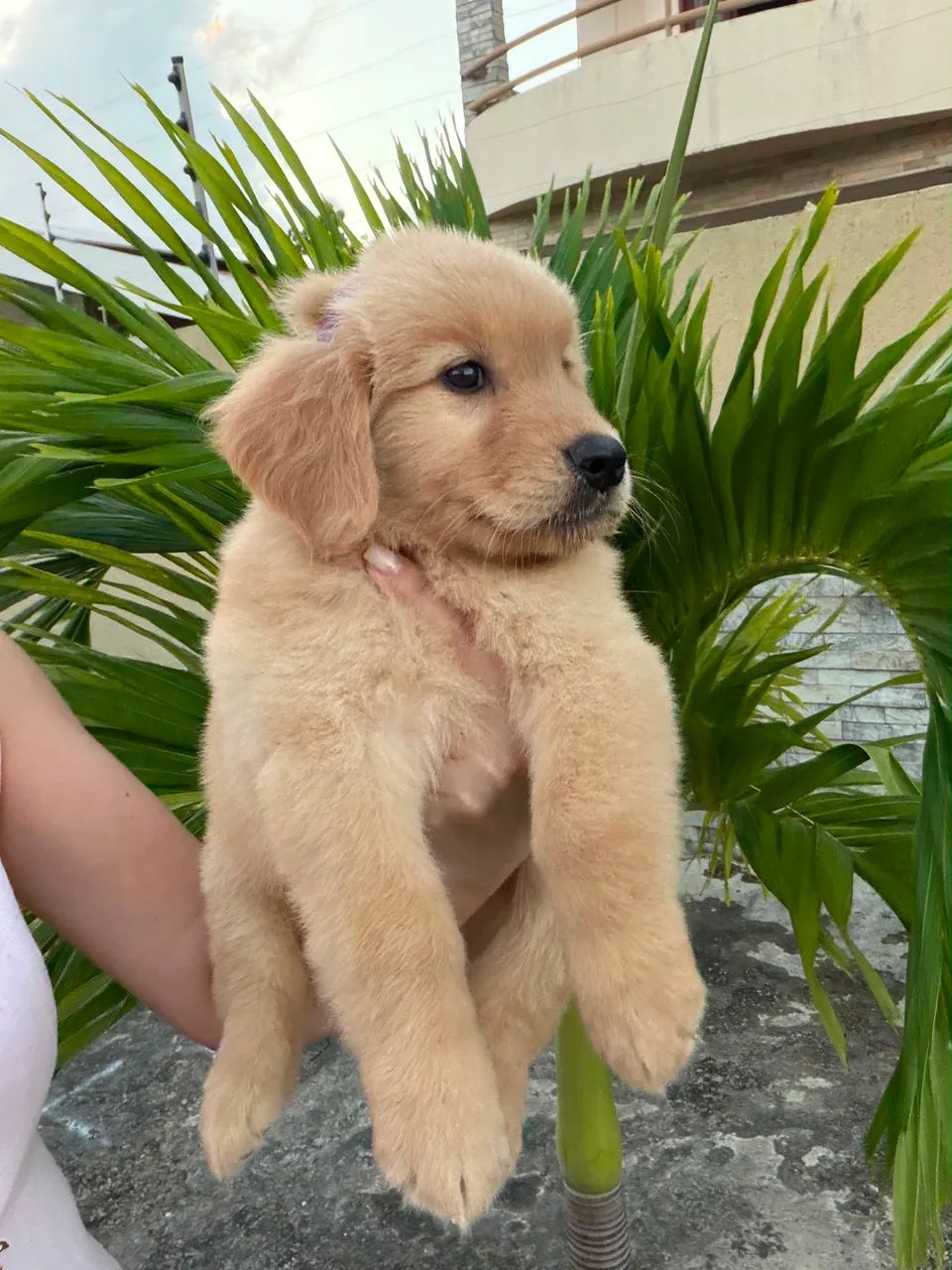Golden retriever  - Foto 5