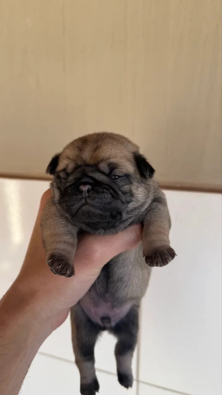 Lindos Pug disponível  - Foto 3