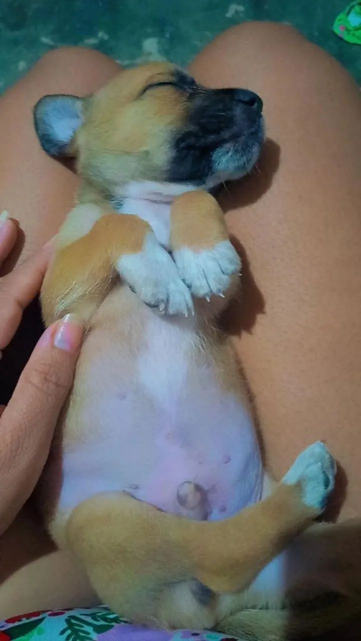 Cachorro  - Foto 2