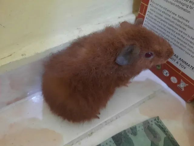 Porquinhos da índia raça Teddy na promoção - Foto 2