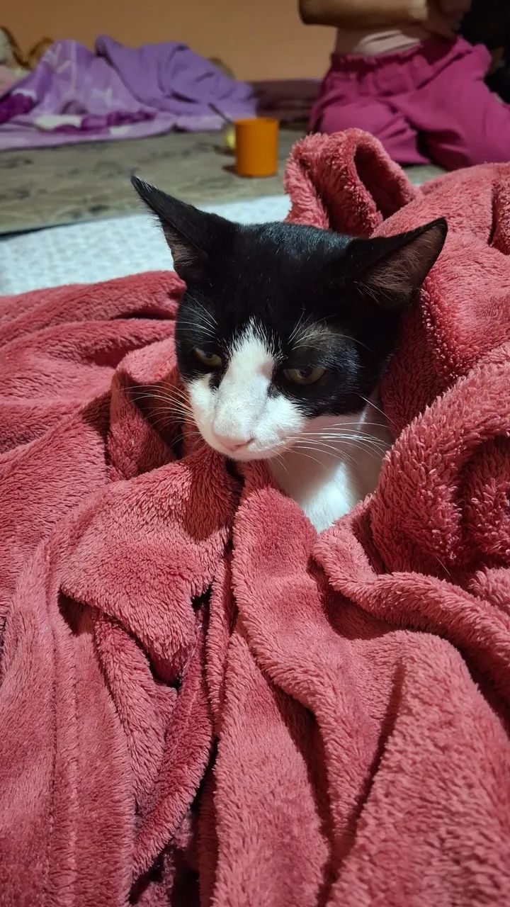 Gato frajola para adoção!!! - Foto 3
