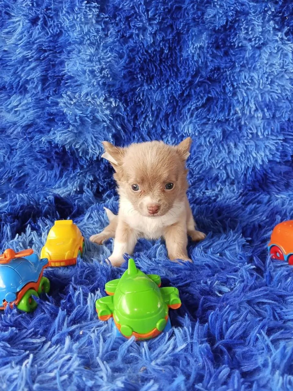 Chihuahua  - Foto 2