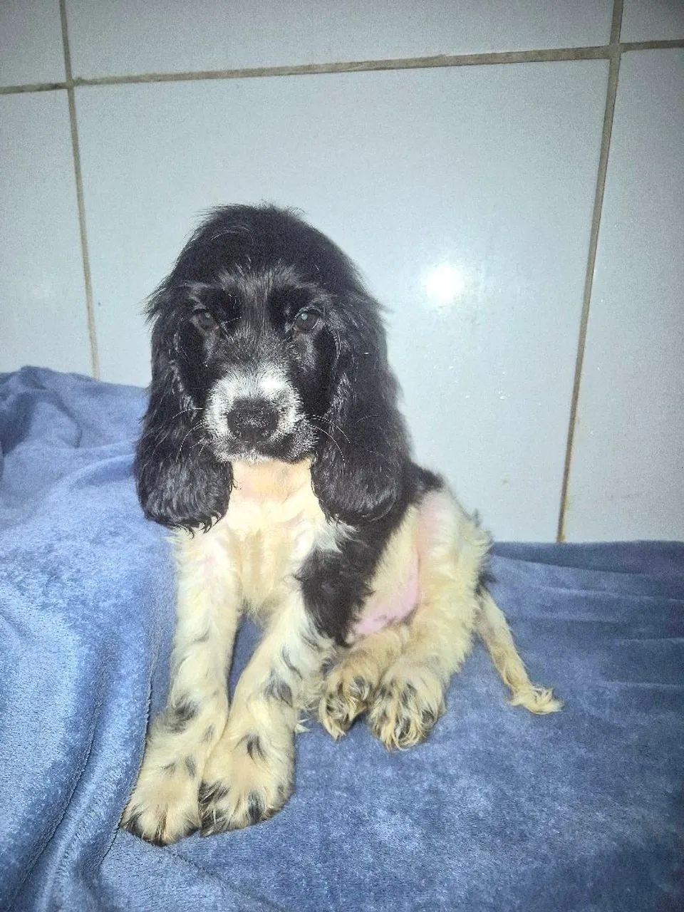 Filhote de Cocker Spaniel Inglês  - Foto 2