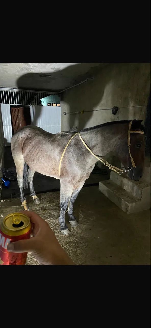 Troco cavalo crioulo