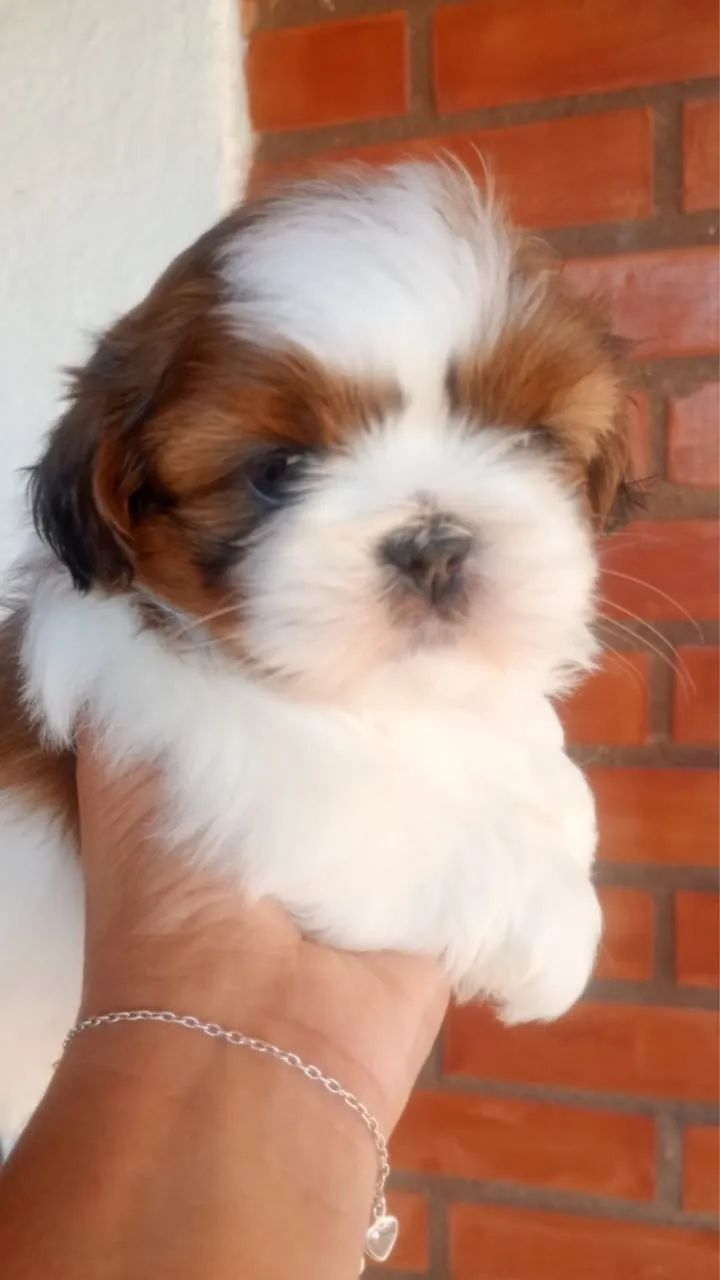 Shih tzu 