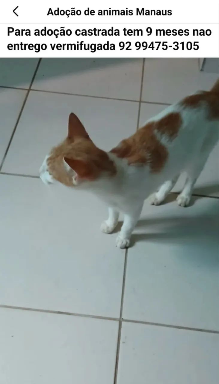 Doa-se animais - Foto 2