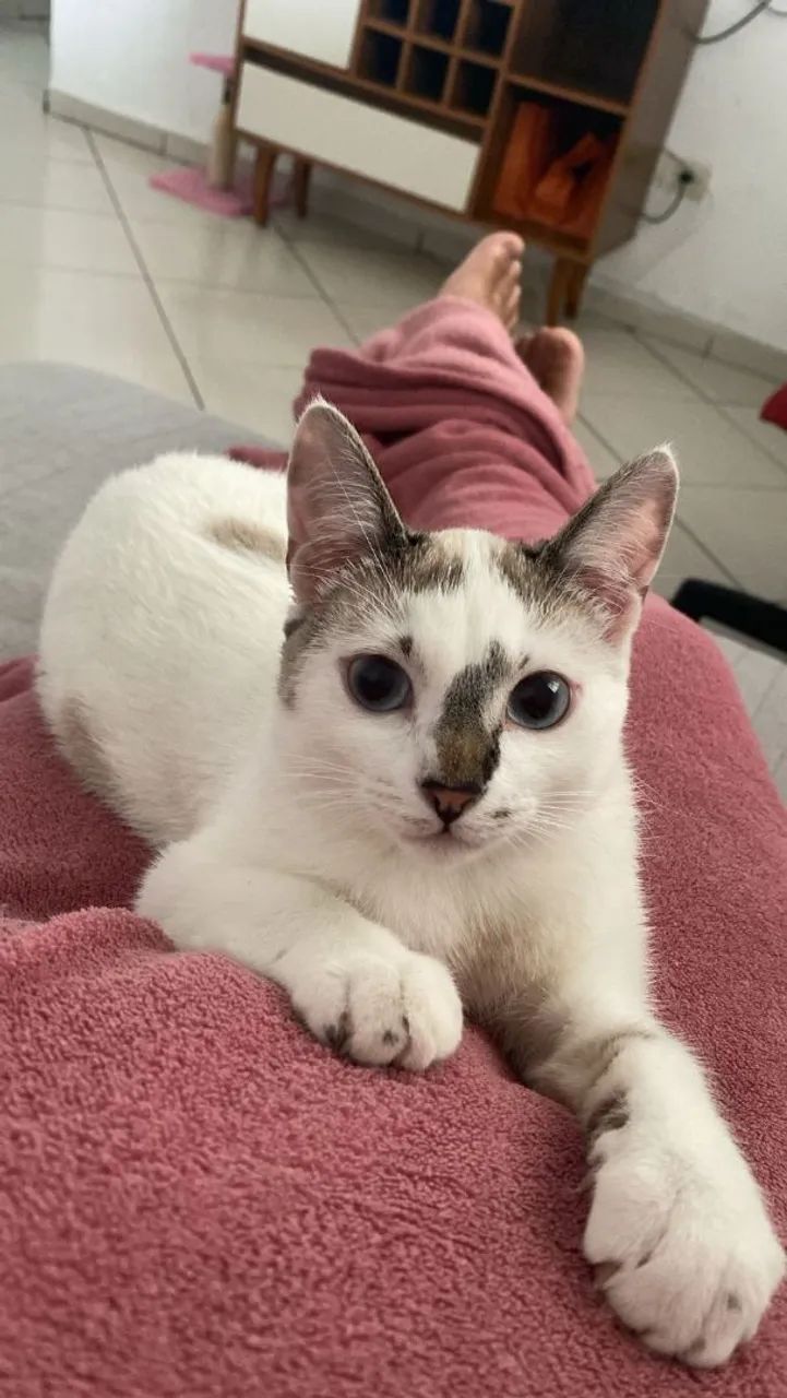 doacao de gata femea - Foto 3