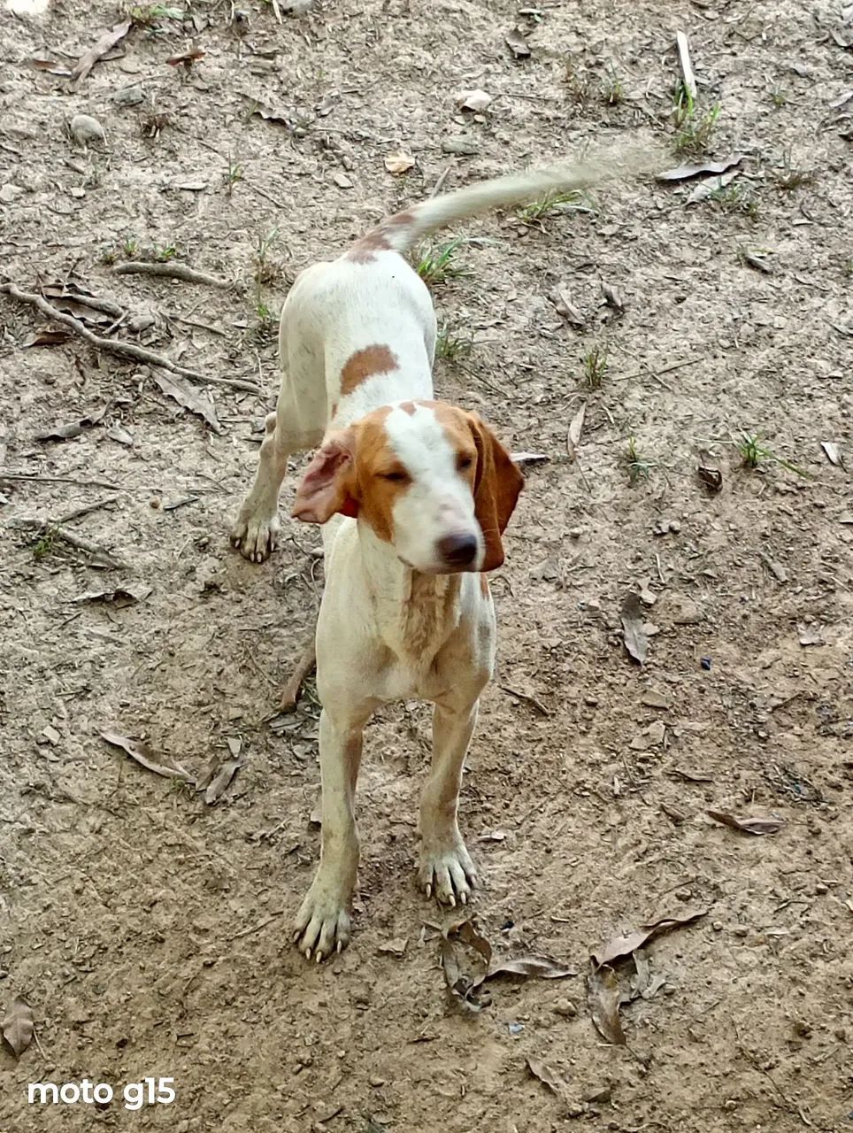 Cachorro americano 