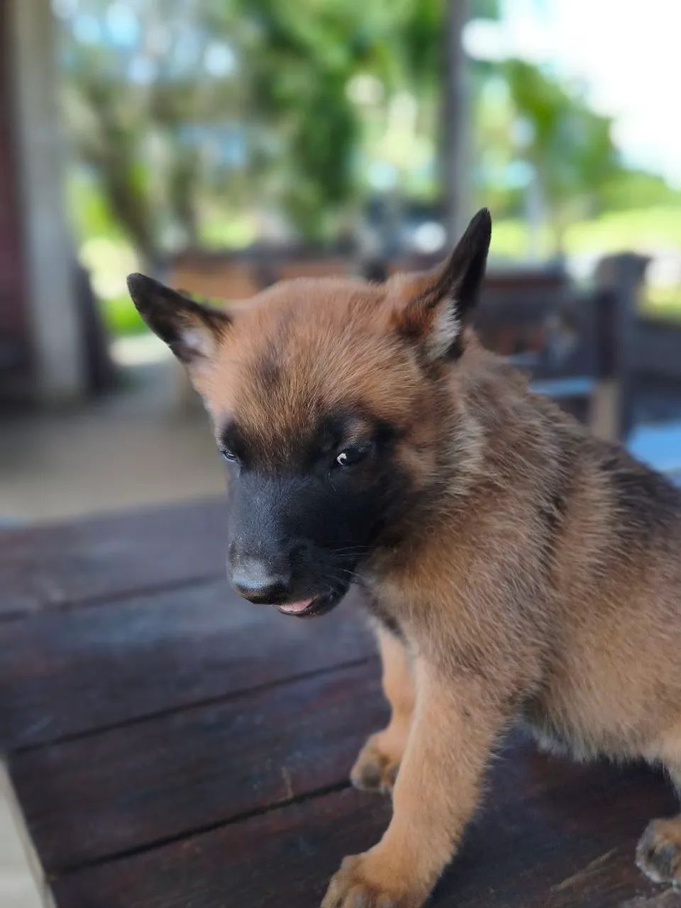 Pastor Belga Malinois  - Foto 3
