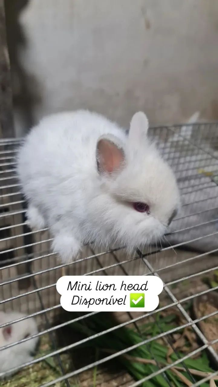 Coelho min lion head - Foto 5