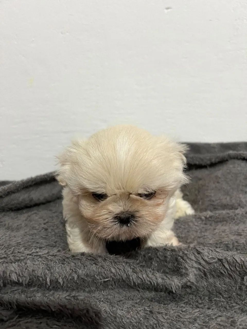 Shitzu 