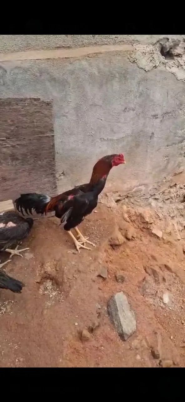 Galo pedrez ou índio  - Foto 3