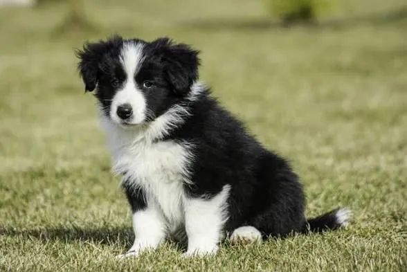 Border Collie  - Foto 3