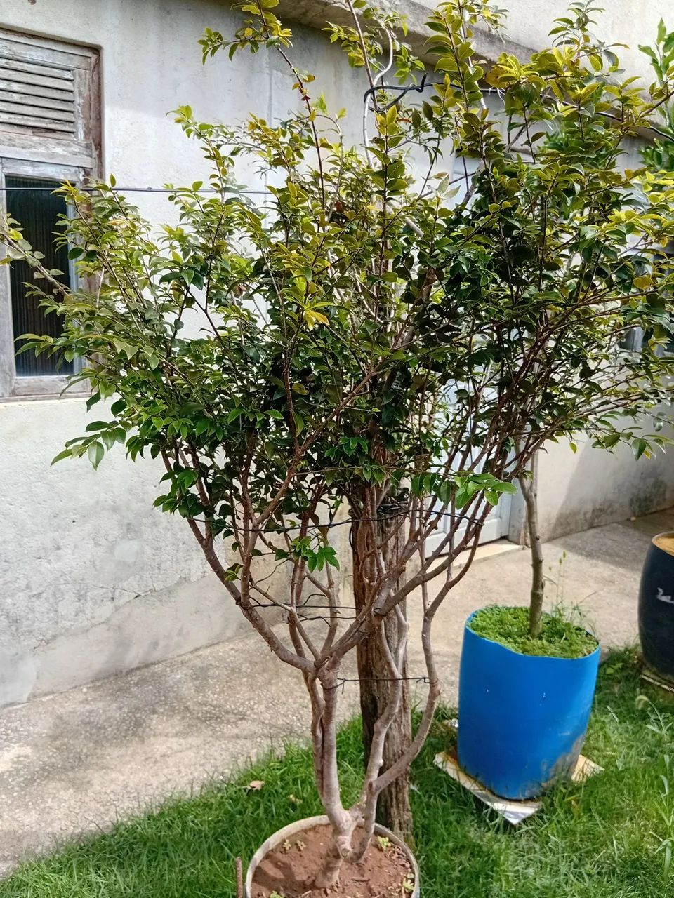 Jabuticaba sabara 