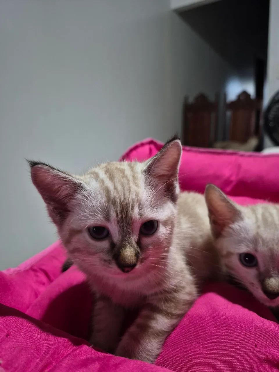 Doação de gatinhas - Foto 2