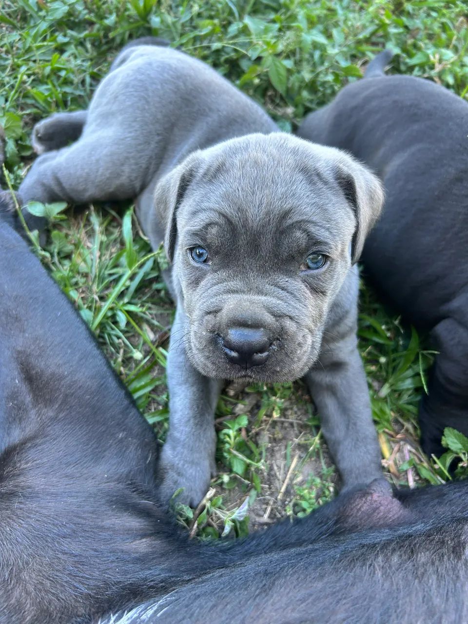 Filhotes Cane Corso Italiano - Foto 5