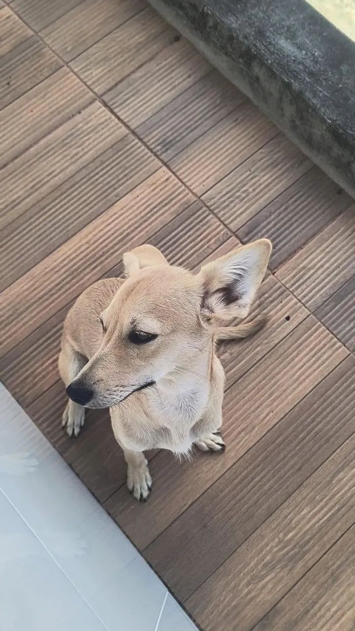 Animais  - Foto 5