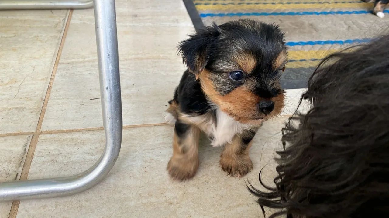 Yorkshire Terrier macho - Foto 4